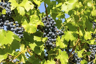 Ripe Dornfelder grapes in the Palatinate. The 2023 vintage is exceptionally good