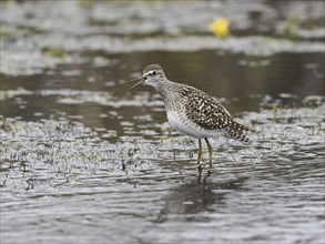 Wood Sandpiper (Tringa glareola), standing in a stream, calling, June, Finnmark, Norway, Europe