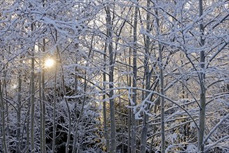 Winter landscape, trees covered with snow, sun star, Arnsberg Forest nature park Park, North