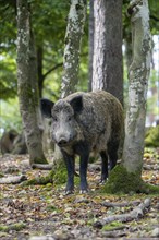 Wild boar (Sus scrofa), Vulkaneifel, Rhineland-Palatinate, Germany, Europe