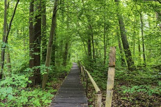 Landscape at Hellsee in Lanke, Bernau, Brandenburg, Germany, Europe