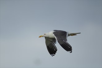 Lesser black-backed gull (Larus fuscus) adult bird in flight, Suffolk, England, United Kingdom,