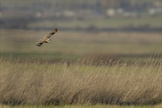 Short-eared owl (Asio flammeus) adult bird in flight over grassland, Kent, England, United Kingdom,