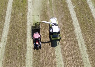 Aerial view of forage harvesting on an organic farm. A forage harvester transports the chopped