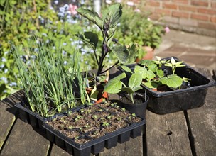 Trays of vegetable seedlings on an outside garden table, UK