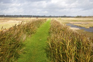 Green grass path between reeds on the flood defence sea wall near Shingle Street, Suffolk, England,