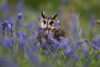 Long eared owl (Asio otus) adult bird amongst flowering Bluebells in a woodland in the springtime,