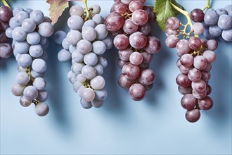 Red and blue grapes on pastel colored background. KI generiert, generiert AI generated