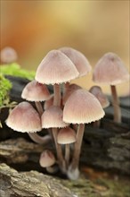 Large blood helminth (Mycena haematopus), North Rhine-Westphalia, Germany, Europe