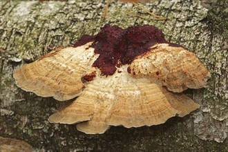 Reddening Tramete or Reddening Leaf Whorl (Daedaleopsis confragosa), North Rhine-Westphalia,