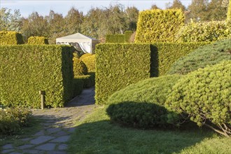 Cottage garden with green lawn, trees, hedges, trimmed bushes and large mountain pines. Modern