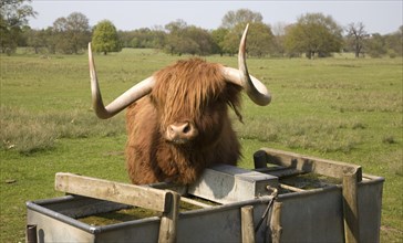 Longhorn Highland cattle at Helmingham Hall, Suffolk, England, United Kingdom, Europe