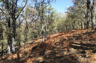 Autumn woodland Sierra de Tormantos mountains, near Cuacos de Yuste, La Vera, Extremadura, Spain,