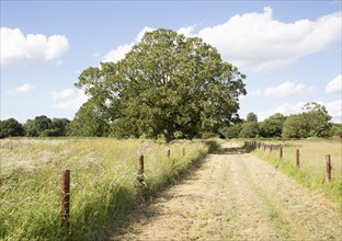 Sycamore tree in summer, acer pseudoplatanus, near Woodhall Manor, Sutton, Suffolk, England, UK