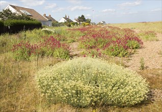 The Curry plant, Helichrysum italicum, and Red Valerian, Centranthus ruber, Shingle Street,