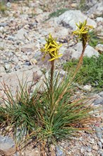 Two clusters of yellow flowers growing between stones under a sunny sky, Yellow Asphodel, Affodill,