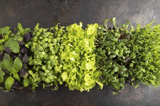 Set of boxes with microgreen sprouts of purple and green basil, sunflower, radish, lettuce on black