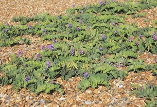 Sea Pea plant, Lathyrus japonicus, growing on beach at Shingle Street, Suffolk, England, UK