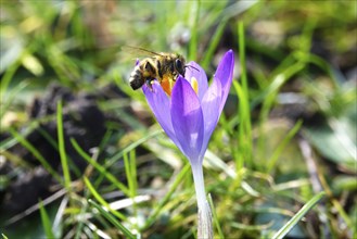 Crocus blossom with bee, February, Germany, Europe