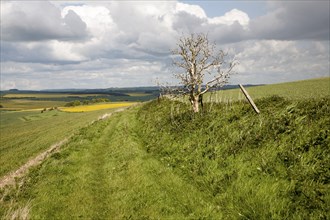 Pathway over chalk downland landscape upland scenery All Cannings Down, near East Kennet,