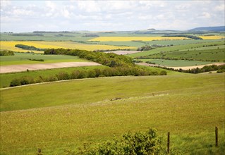 Chalk upland summer farming landscape on the Marlborough Downs, near Beckhampton, Wiltshire,