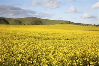 Yellow oil seed rape crop flowering with chalk scarp slope at Alton Barnes, Wiltshire, England,