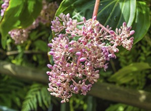 Inflorescence with pink flowers in the Botanic Garden of Singapore