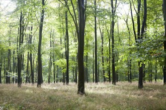 Beech trees in early autumn, Savernake forest, near Marlborough, Wiltshire, England, UK