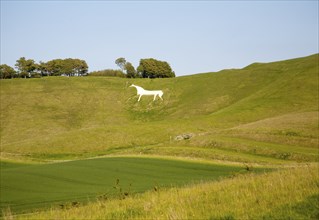 White horse in chalk scarp slope Cherhill, Wiltshire, England, UK dating from 1780