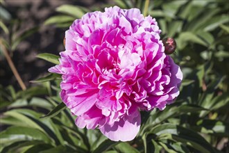 Pink peony flower in a botanical garden