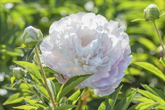 Pink peony flower in a botanical garden