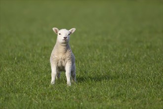 Domestic sheep (Ovis aries) juvenile lamb farm animal standing in a grass field, England, United