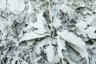 Fern leaves and grass covered with hoarfrost. Abstract floral background, garden and winter concept