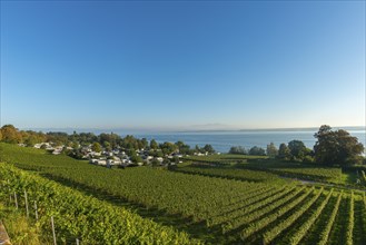 Campsite, caravan, blue sky, vineyards, Hagnau am Lake Constance, Baden-Württemberg, Germany,