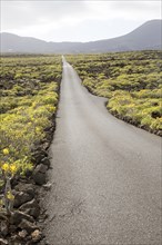 Straight sealed tarmac road crossing lava flows Malpais de Corona, Lanzarote, Canary Islands,