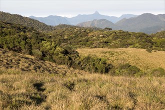 Montane grassland and cloud forest environment Horton Plains national park, Sri Lanka, Asia,