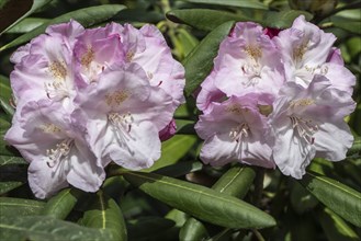 Rhododendron blossoms (Rhododendron Ken Janeck), Emsland, Lower Saxony, Germany, Europe