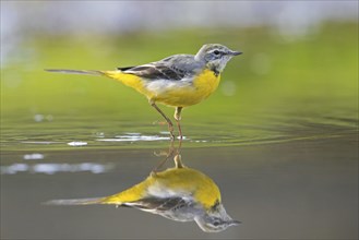 Grey wagtail (Motacilla cinerea) in winter plumage showing reflection in shallow water of stream,