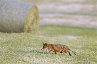 Red fox (Vulpes vulpes) showing early stage of mange infection, hunting in freshly mowed meadow,