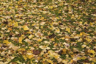 Fallen bright yellow and brown Acer, Maple tree leaves on green grass lawn in autumn, Quebec,