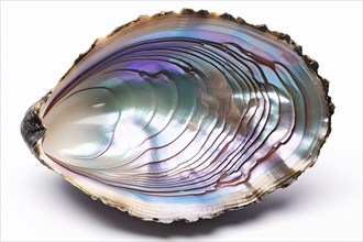 Abalone shell on white background. KI generiert, generiert, AI generated