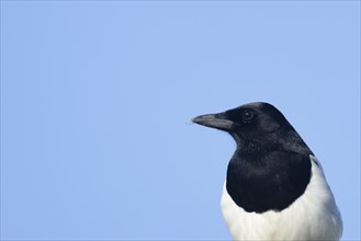 Eurasian magpie (Pica pica) adult bird head portrait, England, United Kingdom, Europe