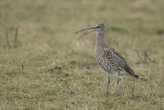 Eurasian curlew (Numenius arquata) adult bird calling on grassland, England, United Kingdom, Europe