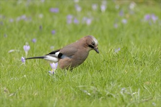 Eurasian jay (Garrulus glandarius) adult bird on a garden grass lawn with flowering Crocus flowers