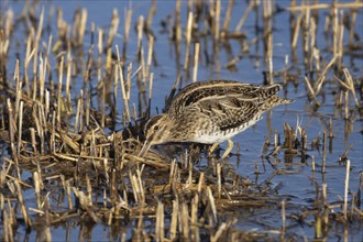 Common snipe (Gallinago gallinago) adult bird feeding amongst a reedbed, England, United Kingdom,