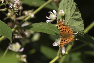 Comma (Polygonia c-album) butterfly feeding on a Bramble flower in a woodland, Suffolk, England,