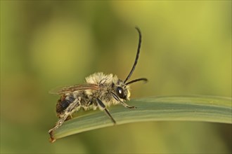 Long-horned bee (Eucera spec.), male, Provence, southern France