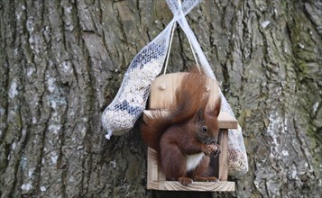 Squirrel (Sciurus) eats nuts at the feeder