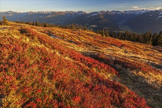 Autumn colouring of blueberry (Vaccinium) in front of mountains, evening light, view of