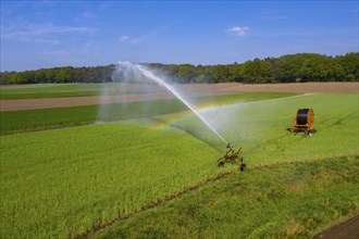 Irrigation of a wheat field on the Lower Rhine, with a mobile irrigation machine, large-area